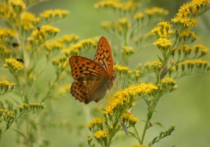 Conferma ID Argynnis paphia maschio e femmina